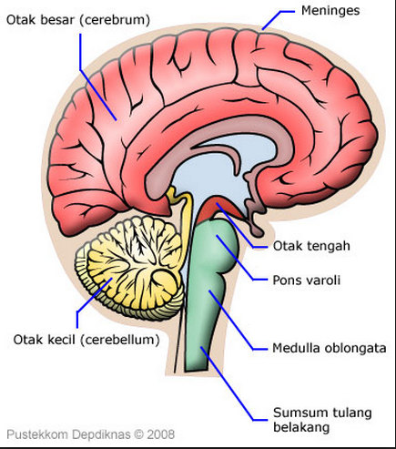Sistem Saraf Pada Manusia Saraf Pusat Otak Dan Tepi Perifer Pintar Biologi