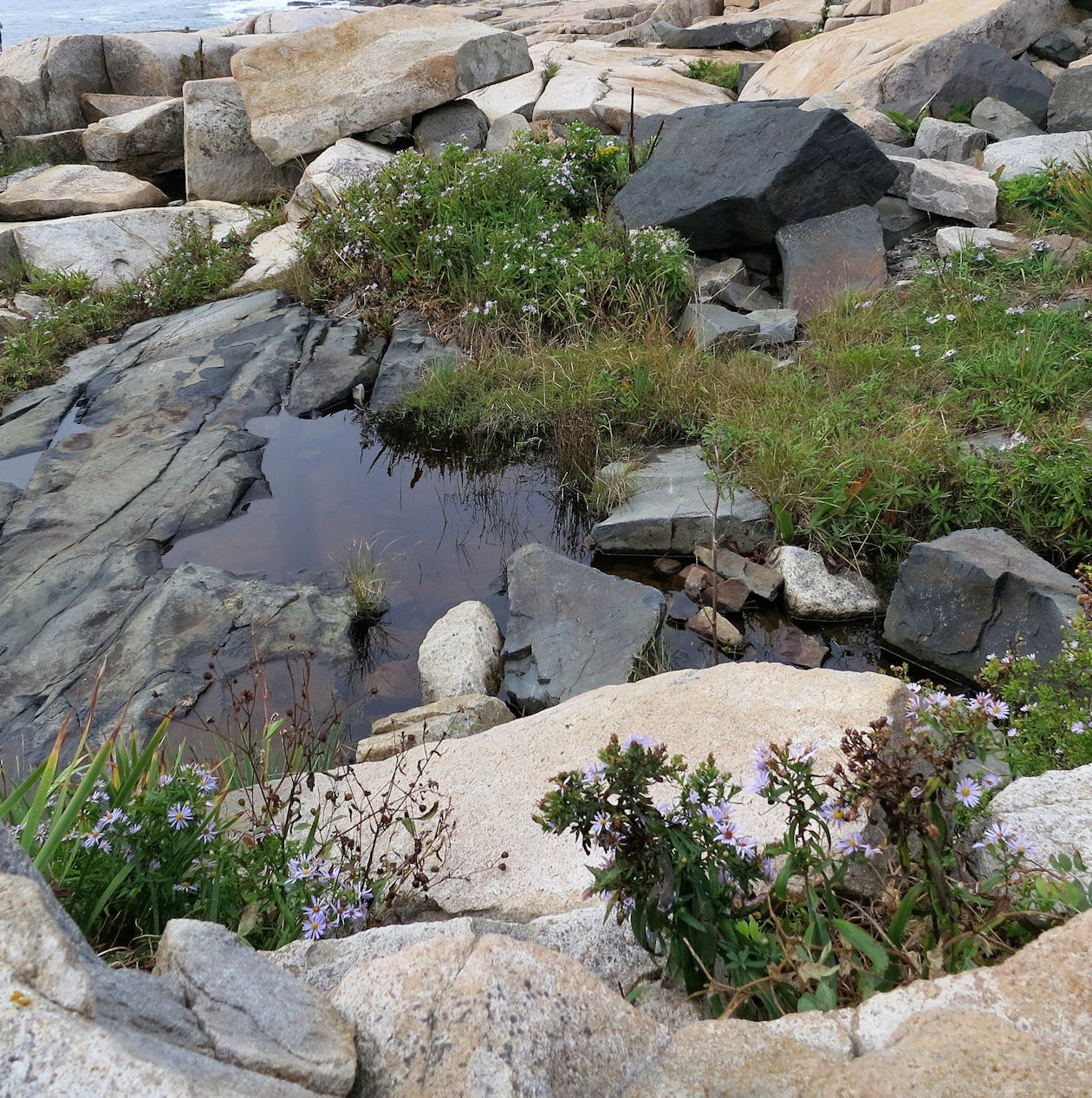 best tidal pools in maine best tidal pools in maine