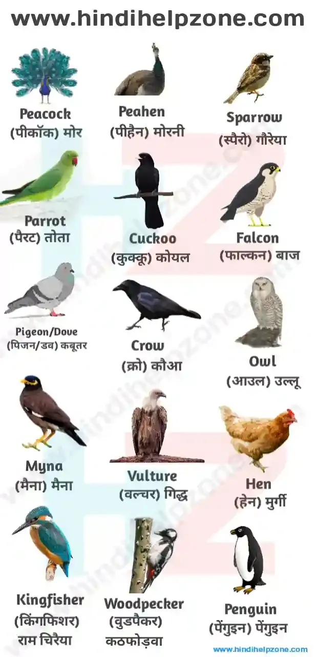 All Birds Name List In Hindi And English image Pdf all-birds-name-list-in-hindi-and-english-image-pdf