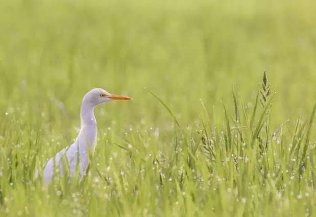 7 Ways To Take Care Of Birds To Gacor Quickly Kicau Mania