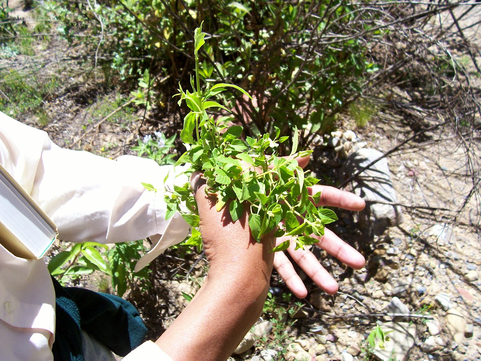 Bolivian Plant Teachings: Muna Muna