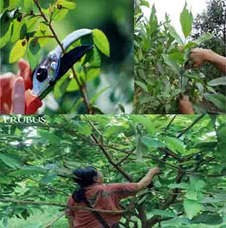 jenis pemangkasan tanaman jenis pemangkasan, pemangkasan tanaman, cara memangkas tanaman