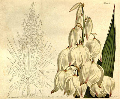 Botanical illustration of Yucca gloriosa 