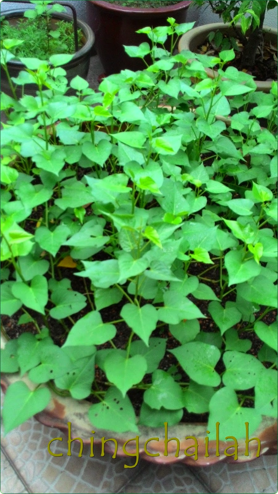 Simple Living In Nancy Growing Sweet Potato Leaves