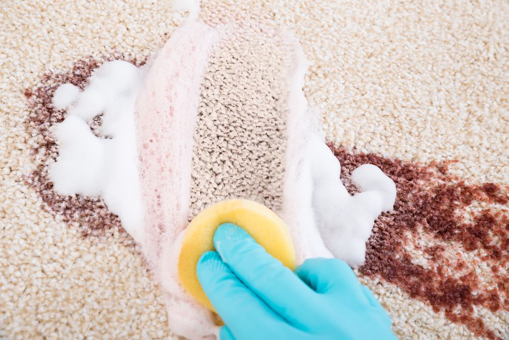 Carpet Cleaning Melbourne 1300 309 913 Best Carpet Steam Cleaning