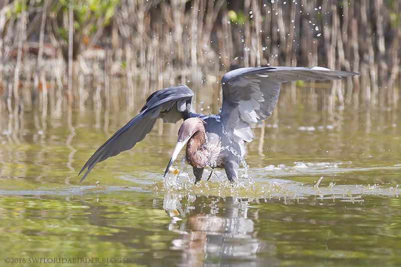SWFloridabirder Little Estero Lagoon Spring Nesting Part II
