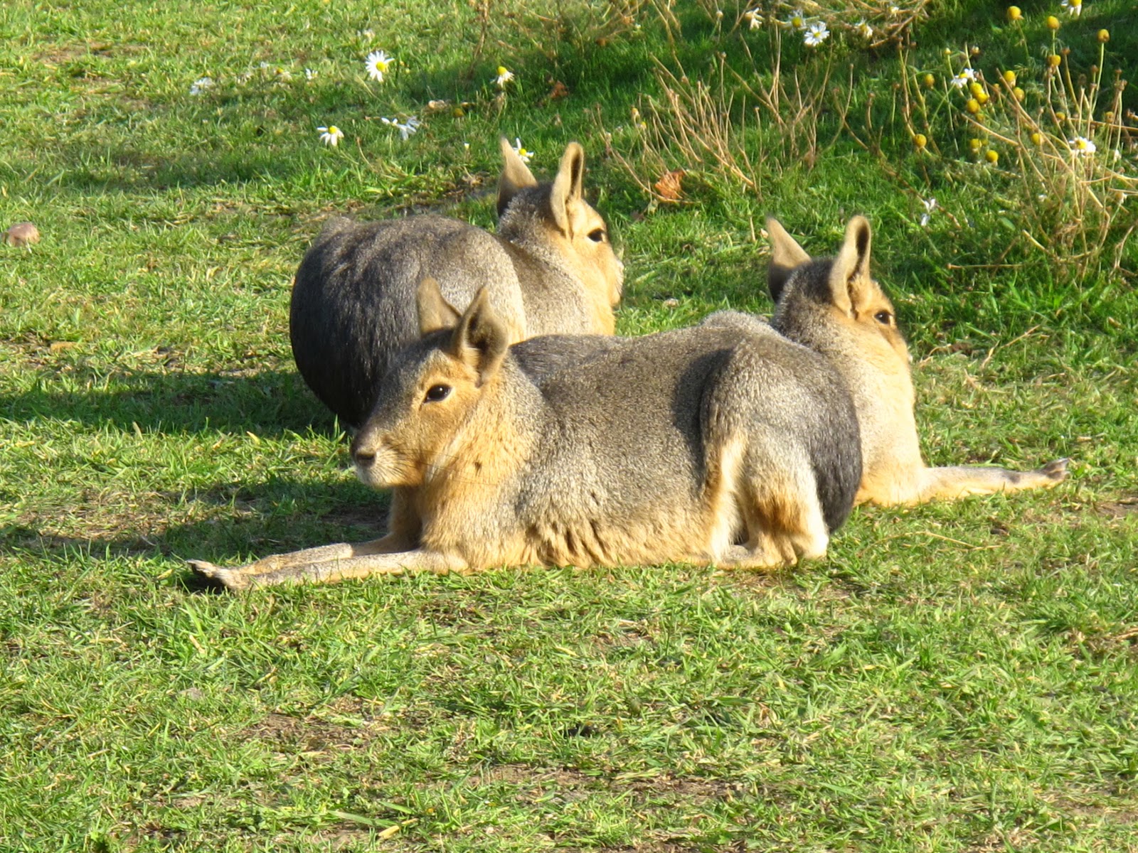 Wild at Hull: Yorkshire Wildlife Park