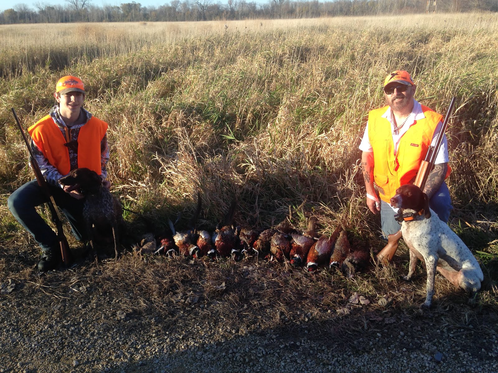 Illinois Pheasant Hunting With GSP's 2016
