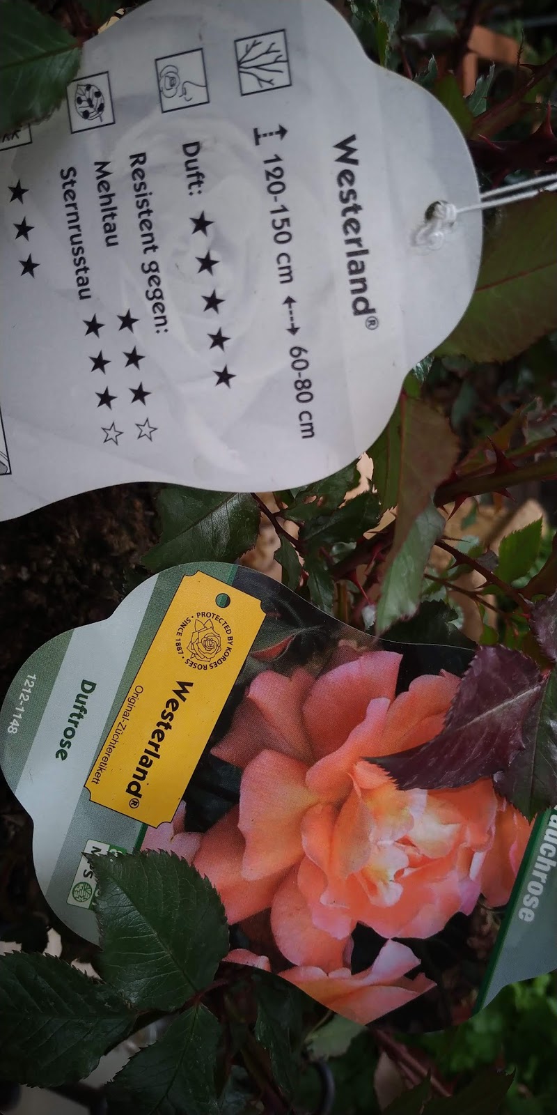 Pflanzen Art Rosentage mit Abstand aber vielen Rosen