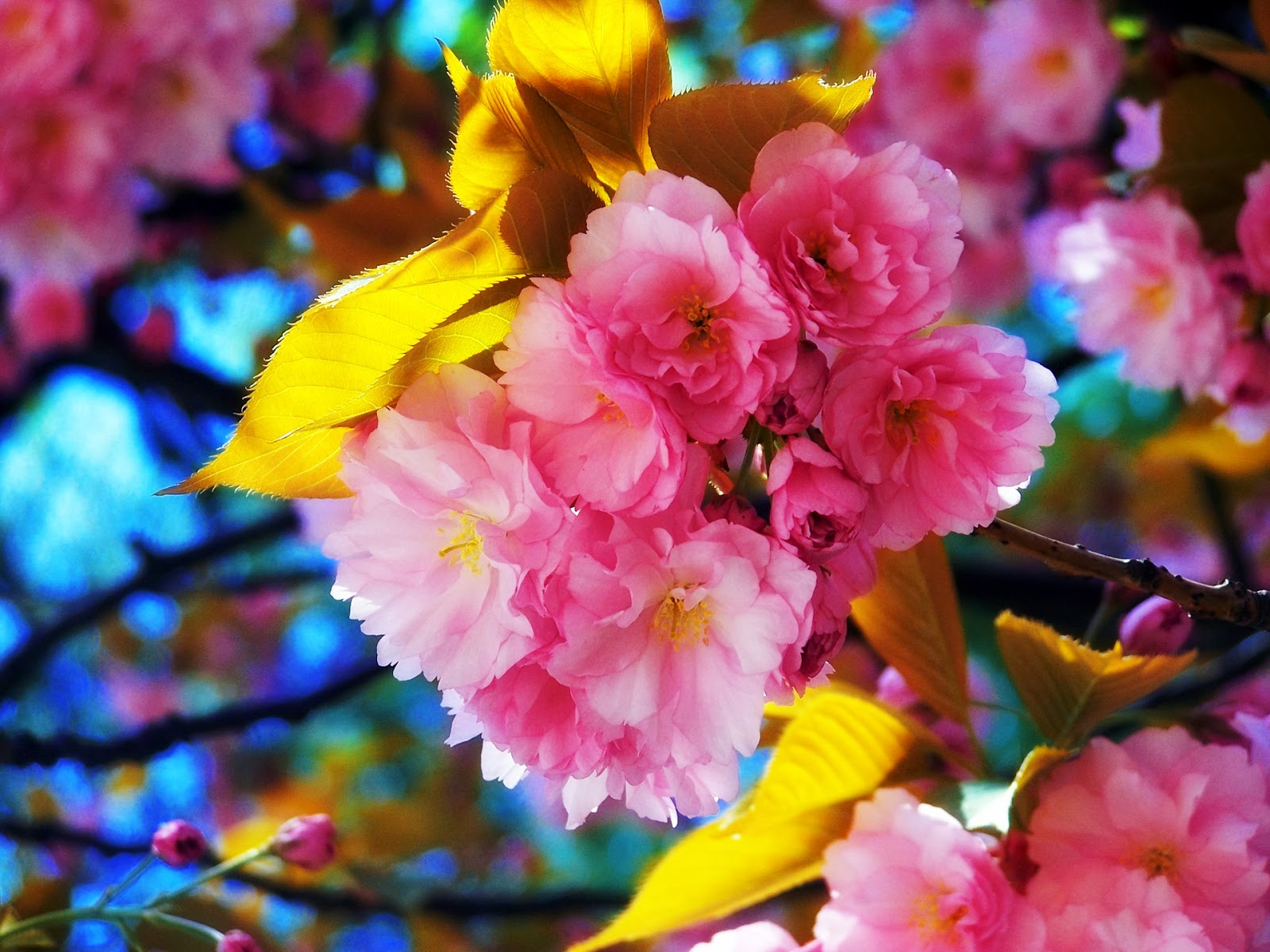 Best 10 Beautiful Flowers Fresh HD Wallpapers 2014 | World Fresh HD