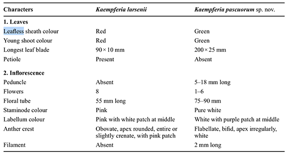 Morphological comparison of Kaempferia larsenii Sirirugsa and Kaempferia pascuorum Insis.