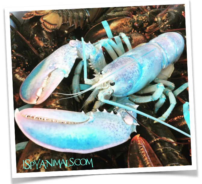 I Spy Animals What Do Lobsters and Rainbows Have In Common?