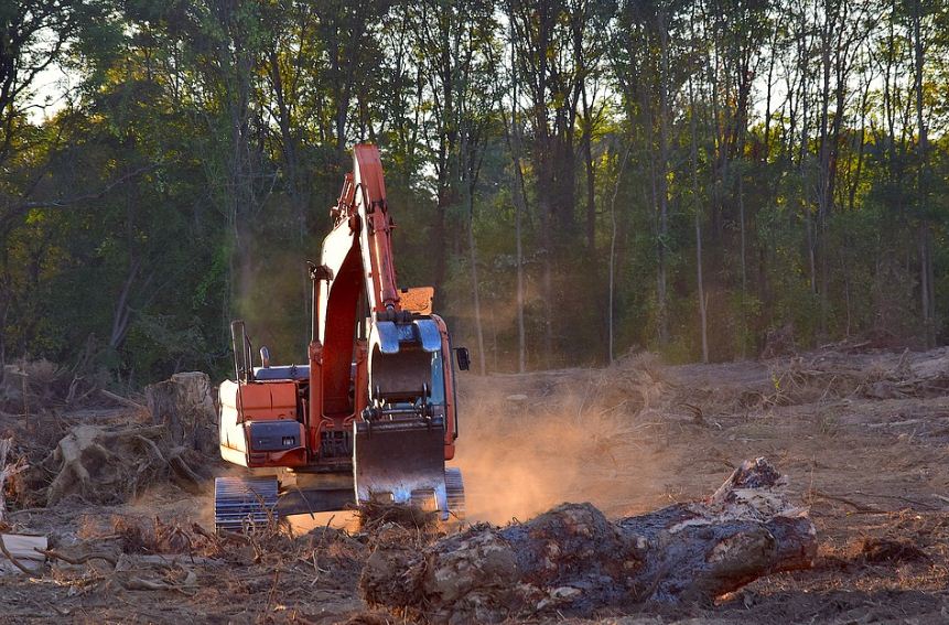 Apa Yang Harus Dilakukan Setelah Melakukan Penebangan Hutan Mudah