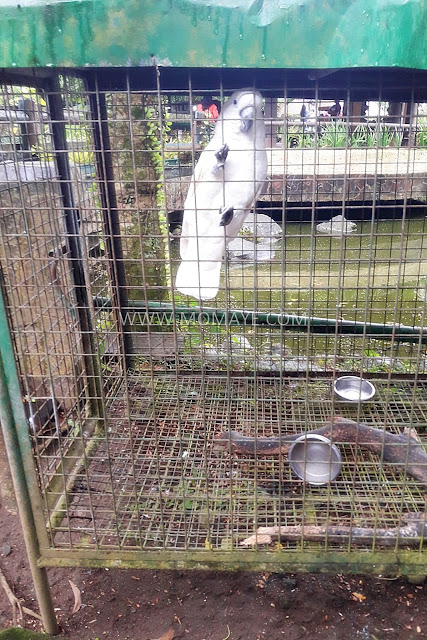 Animal Farm, Tagaytay Highlands, Summer Garden, animals, educational field trip