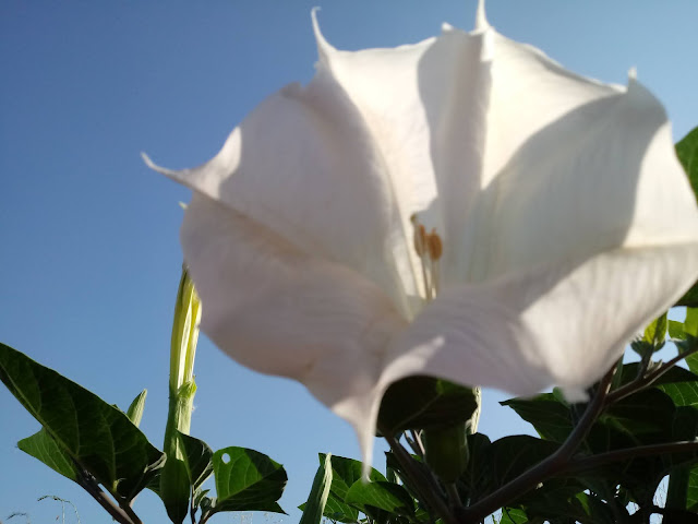 Flor grande blanca en forma de trompeta o paraguas