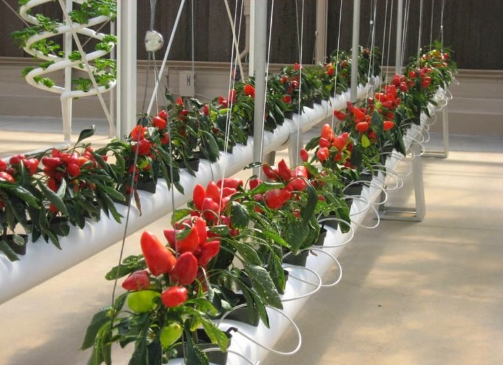 How To Growing Hydroponic Chili Pepper Bible Gardens