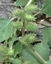 संखाहुली या छोटा गोखरू, वानस्पतिक नाम (Xanthium strumarium) है।  Sankhahuli or Common Cockle bur is a medicinal plant