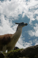 llama