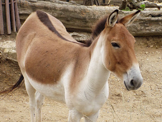 Tibet atı (Equus kiang)