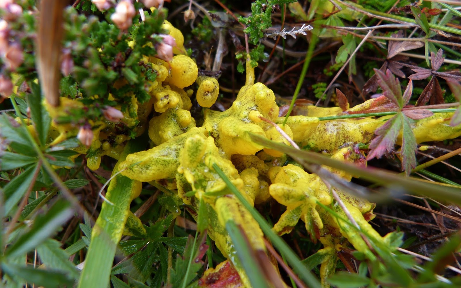 A Kilchoan Diary Yellow Goo