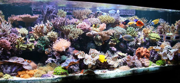 Dunia Ikan Ikan Jenis Jenis Ikan Hias Air Tawar Aquascape Paling