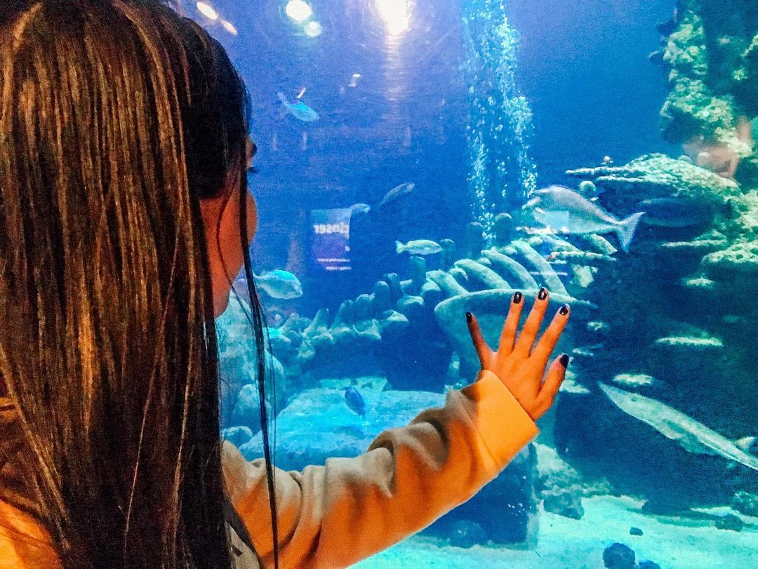 Sea Life London Spot Atraksi Wisata Terbaik London
