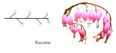 Beauty Of Plants: Inflorescence