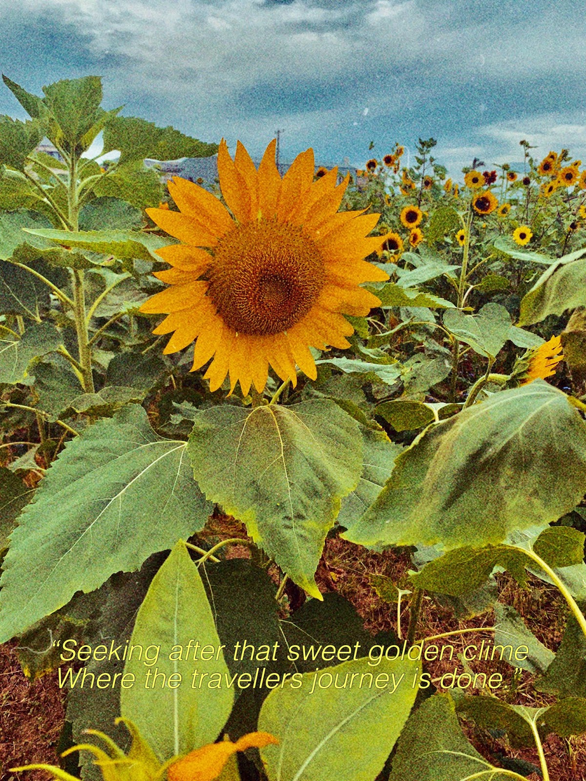 Ah Sunflowers