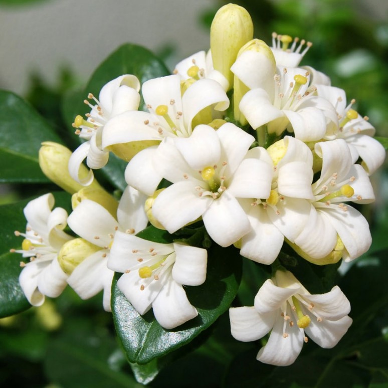 Hikayat Bunga Kemuning Nusantara TradisiKita Hikayat Bunga Kemuning Nusantara TradisiKita