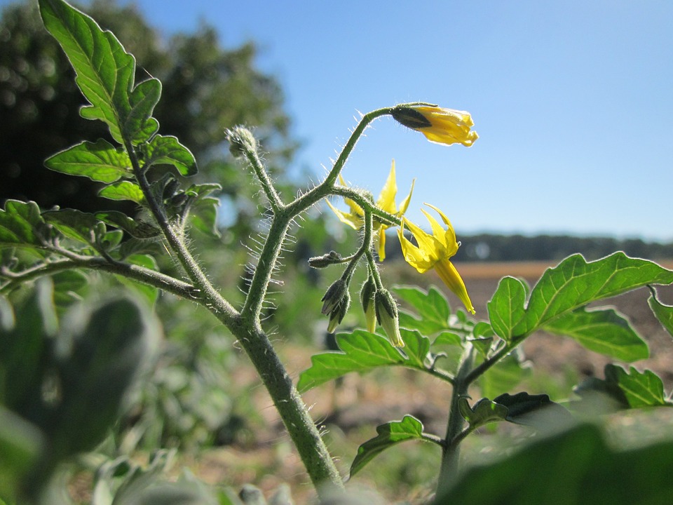 Featured image of post Folha De Tomate Cereja Nascendo / Pode ser plantado tanto em muda quanto por meio de uma semente.