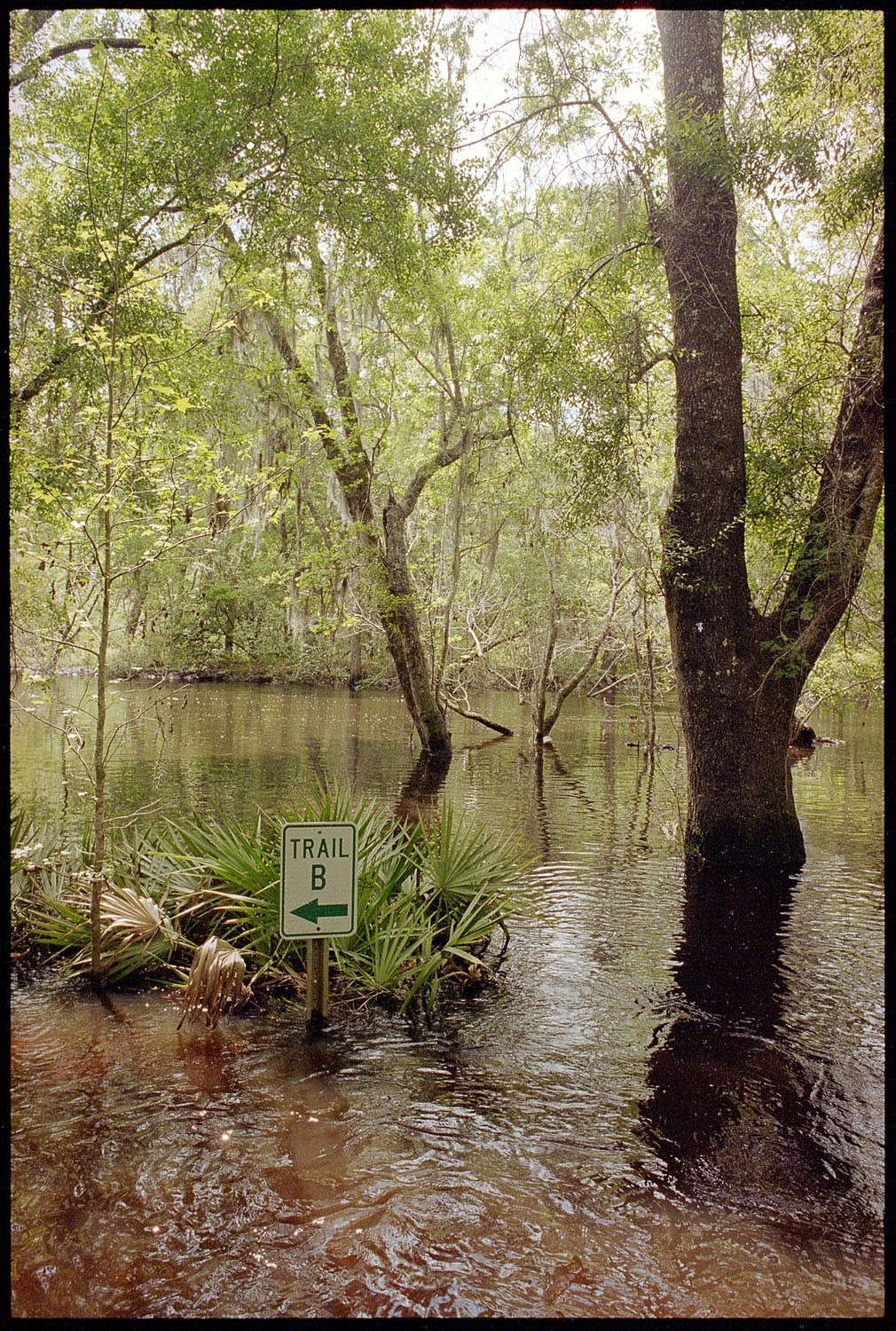 Valdosta in Film Withlacoochee River Flooding April 2014