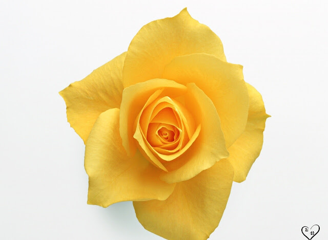 Yellow Roses Pictures
