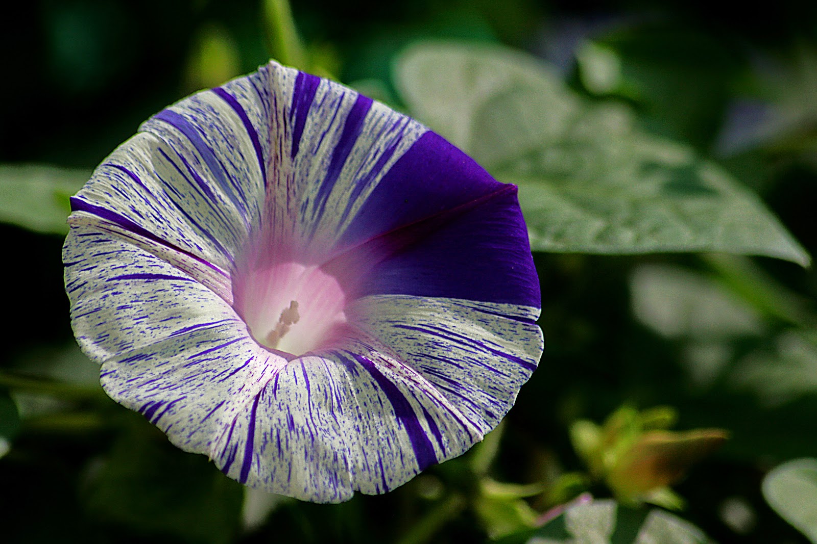Flower Homes: Morning Glory Flowers