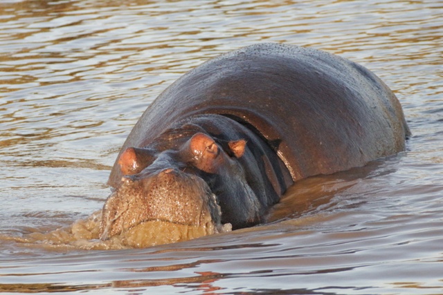 Hipopótamo al atardecer en el Lago de Santa Lucia