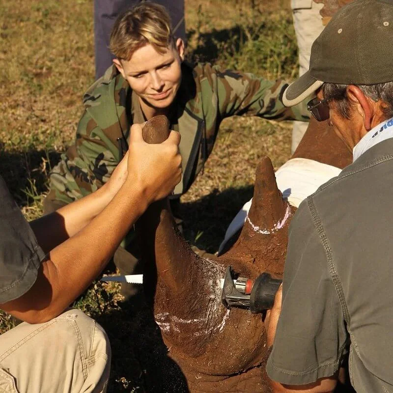 It was a safeguard operation, the rhino's horn is cut to prevent animals from being killed by poachers