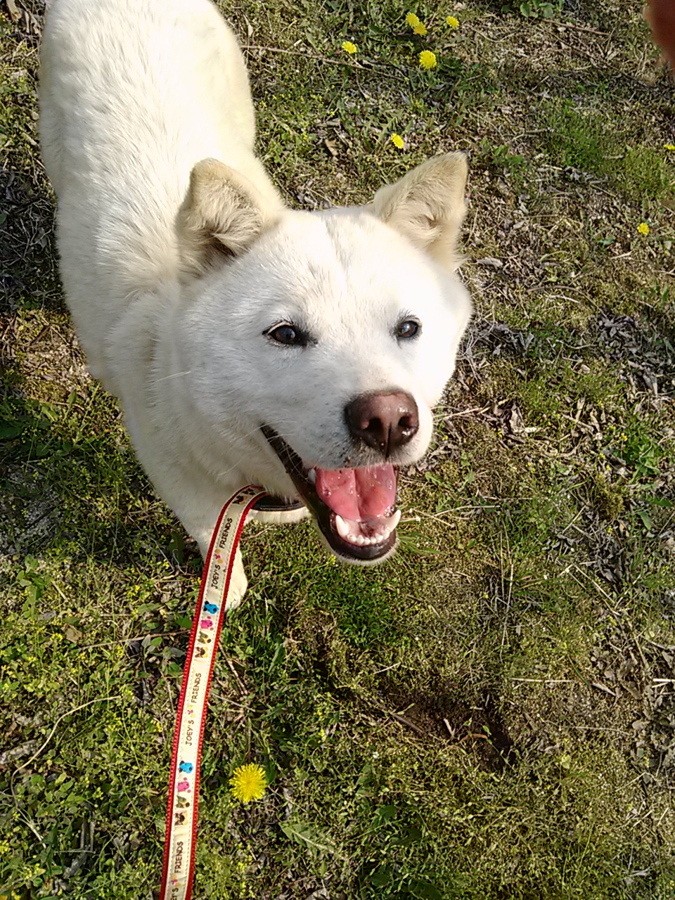 South Korean's national Dog. - Jindo dog - lookinSeoul
