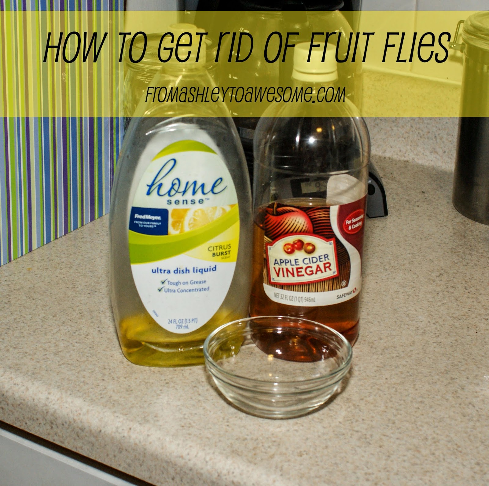 How to get rid of fruit flies From Ashley to Awesome