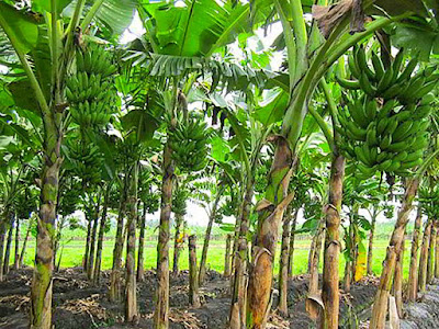 Cara Menanam Pisang Tanduk Yang Benar Agar Berbuah Lebat Toko