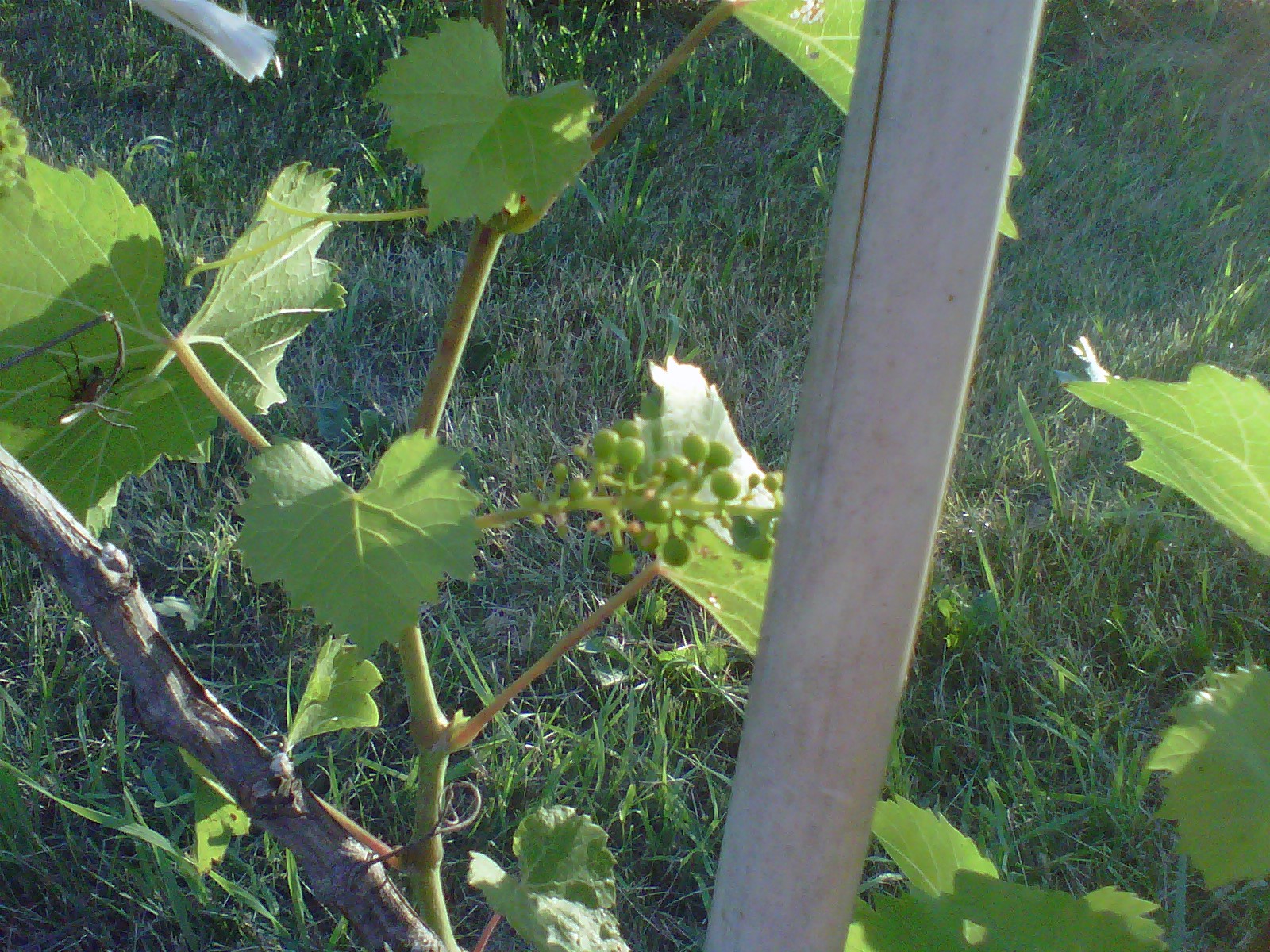 Northern Grapes Vineyard update. Baby grapes!
