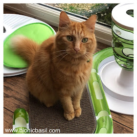 50 Shades of Ginger on The Sunday Selfies @BionicBasil® Ginger Cat Appreciation Day - Fudge