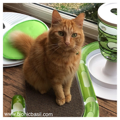 50 Shades of Ginger on The Sunday Selfies @BionicBasil® Ginger Cat Appreciation Day - Fudge