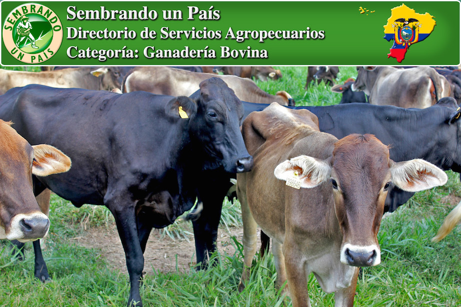 compra y venta de ganado en ecuador