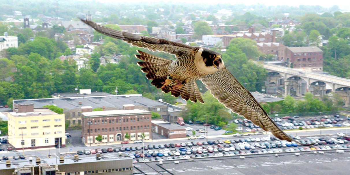 PA Environment Digest Blog DEP’s Blog Peregrine Falcons Soar In PA As