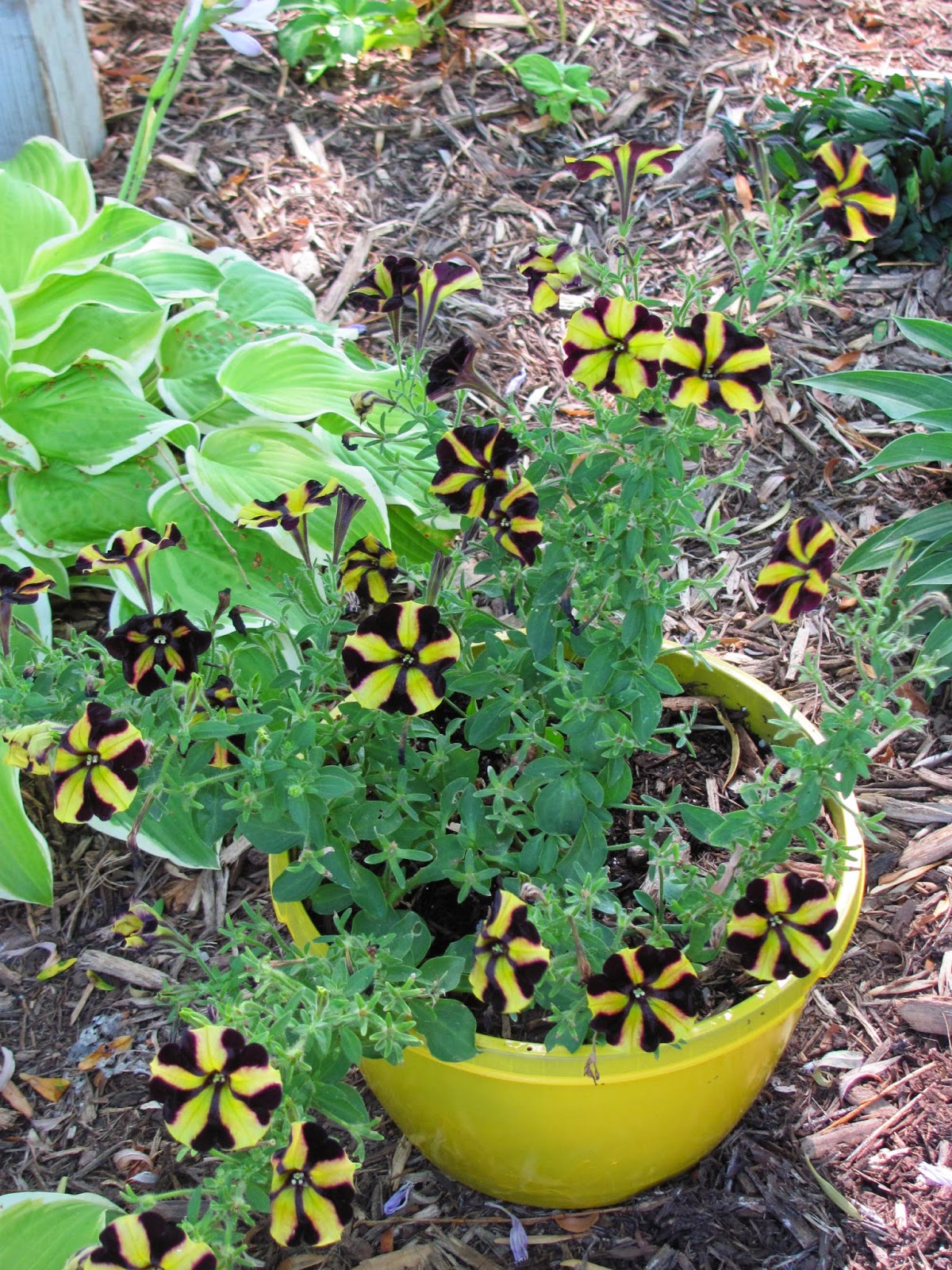 Does Everything Grow Better in My Neighbor's Yard?: ABC Wednesday - J