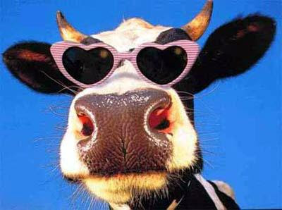 Funny Animals: Funny Cow Pictures/Images
