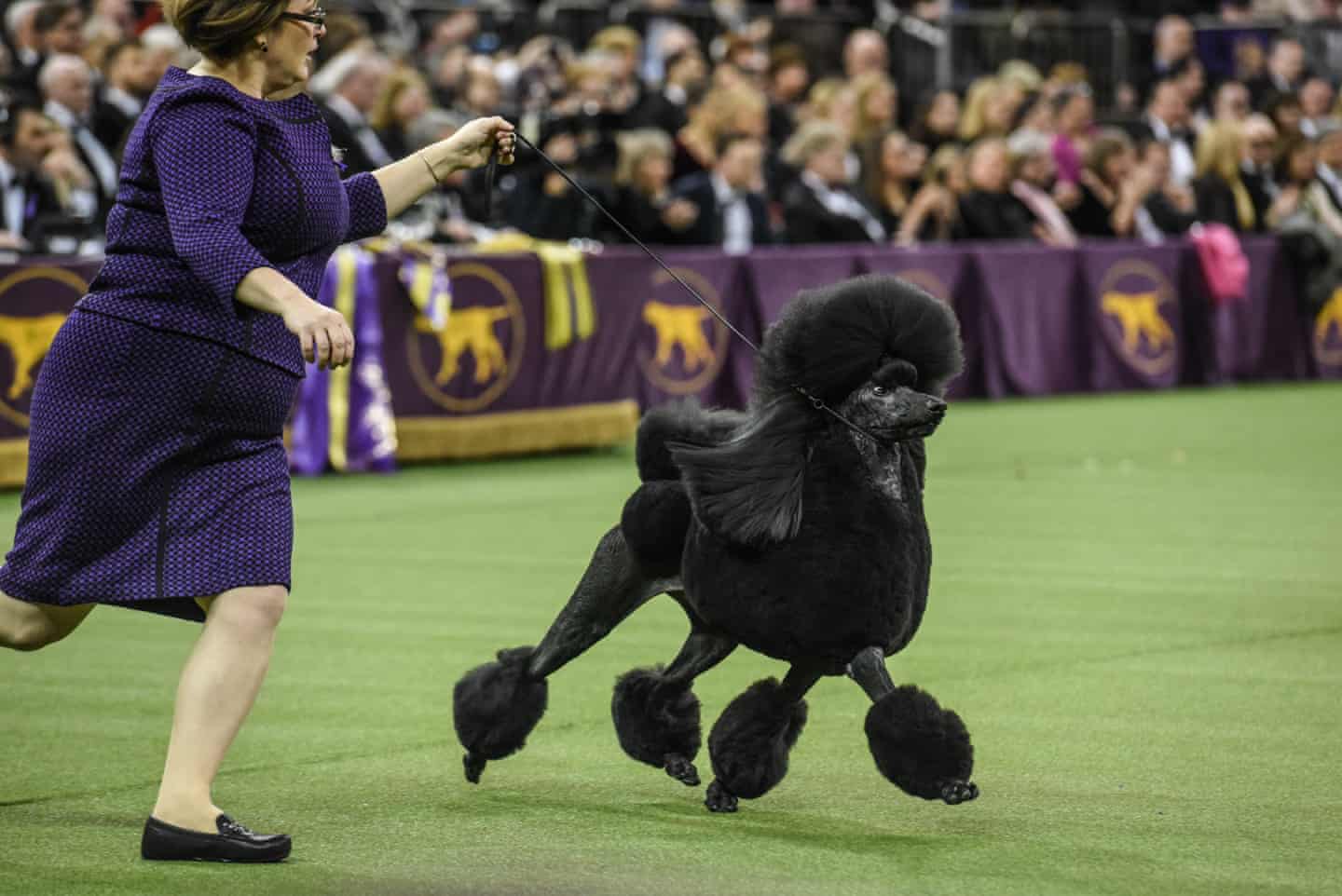 anna maria Standard Poodle wins Best in Show