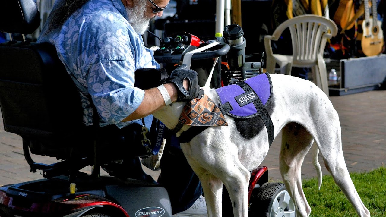 How Do I Get My Dog Service Certified Dog Choices