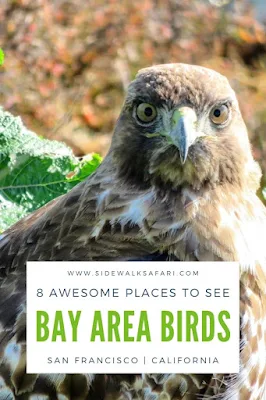 Bird Watching Bay Area - San Francisco California