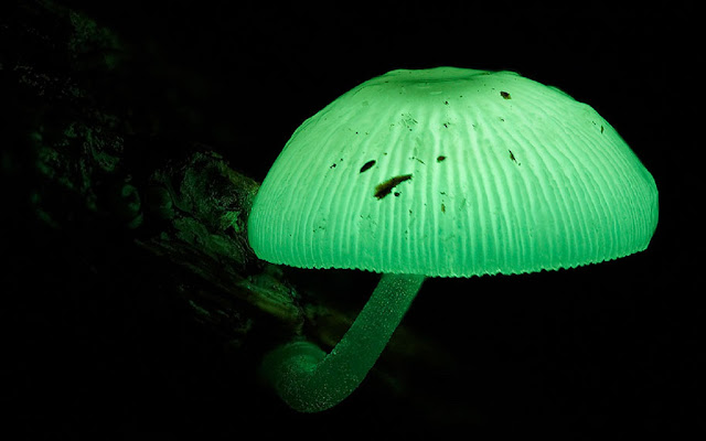 Биолюминесцентный гриб Mycna chlorophos