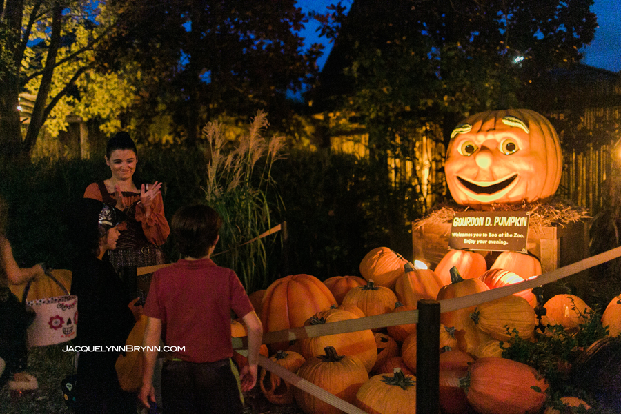 The Adventures of Sawyer and Boone Fall in Chelan & Boo at the Zoo